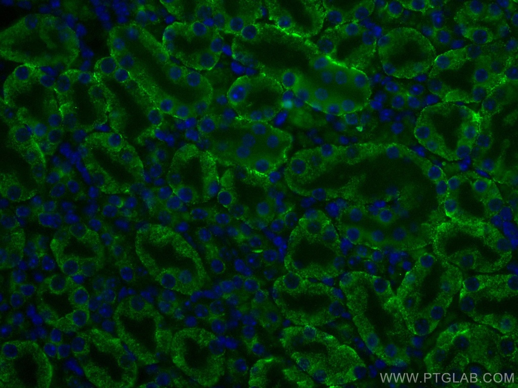 CoraLite®488-conjugated Arfaptin-1 Monoclonal antibody