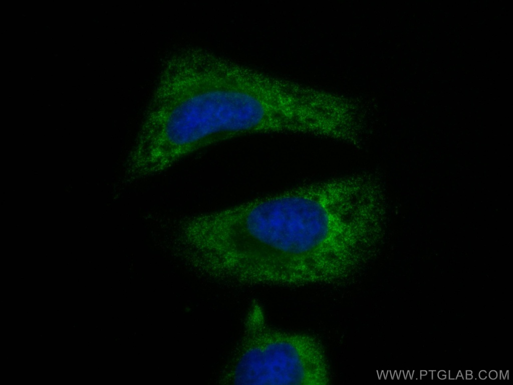 CoraLite®488-conjugated PLCL2 Monoclonal antibody