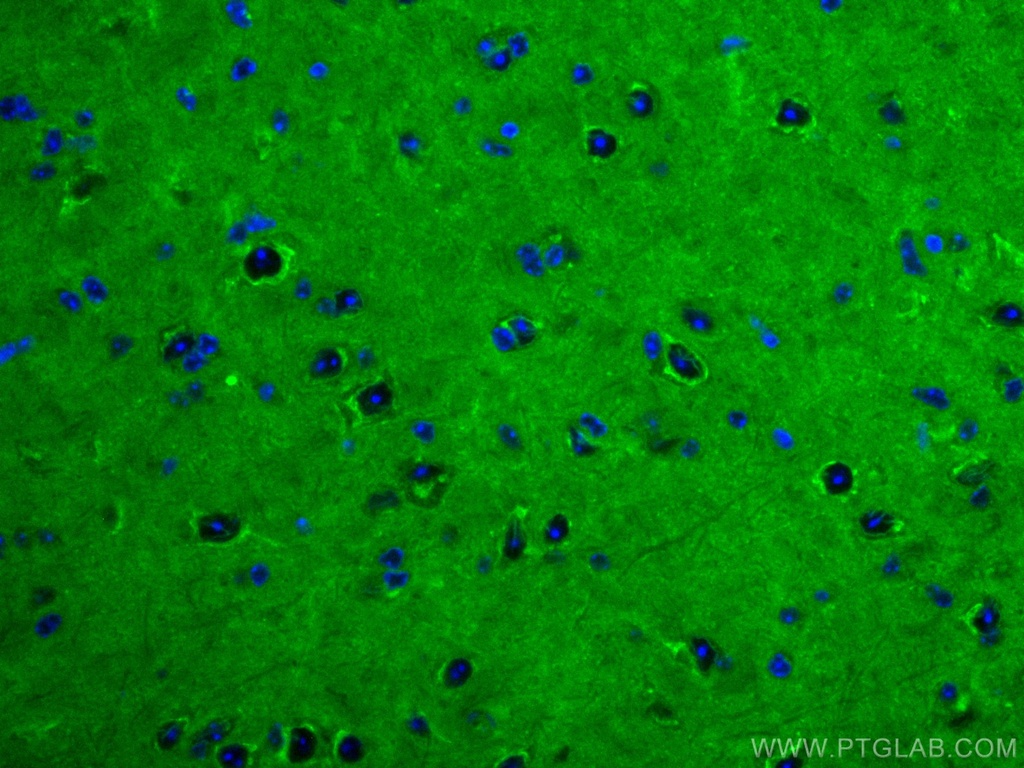 CoraLite®488-conjugated RAB2A Monoclonal antibody