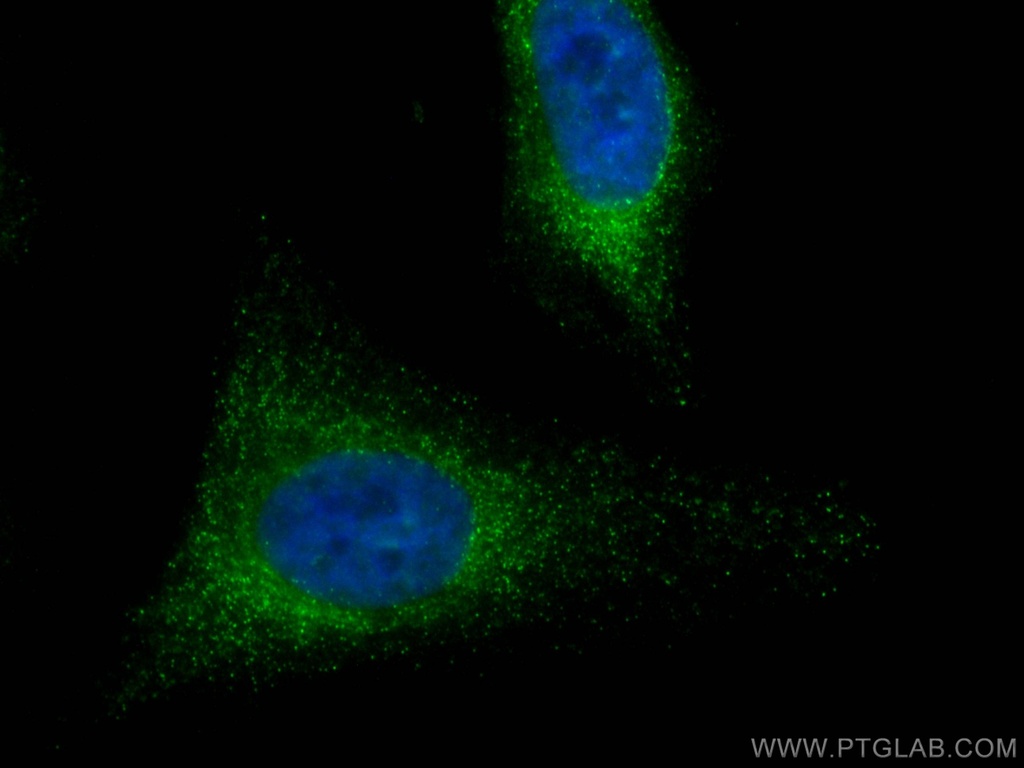 CoraLite®488-conjugated HPRT1 Monoclonal antibody