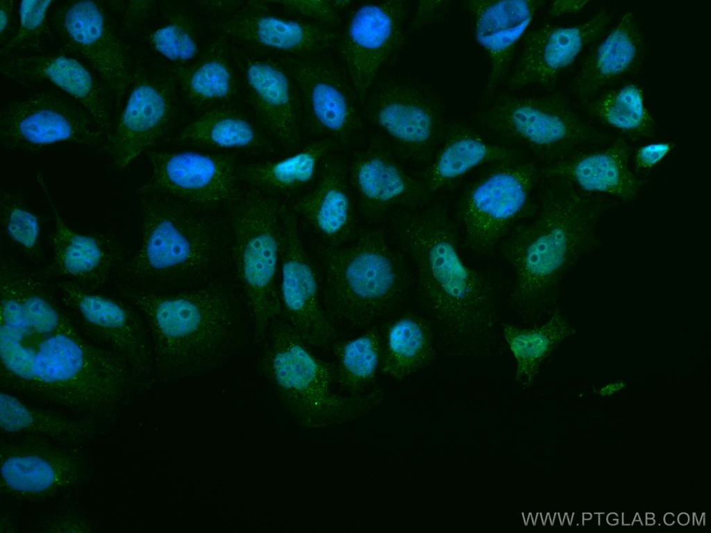 CoraLite®488-conjugated PDS5A Monoclonal antibody