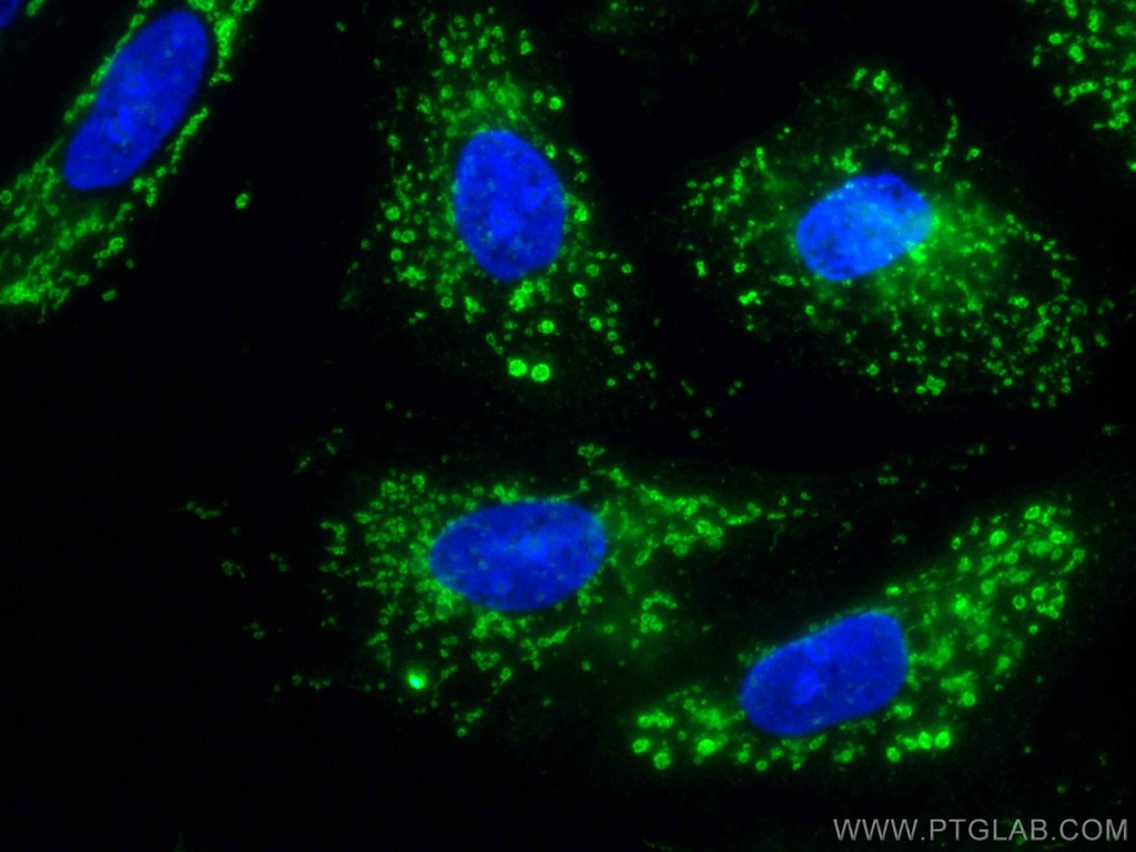 CoraLite®488-conjugated FES Monoclonal antibody