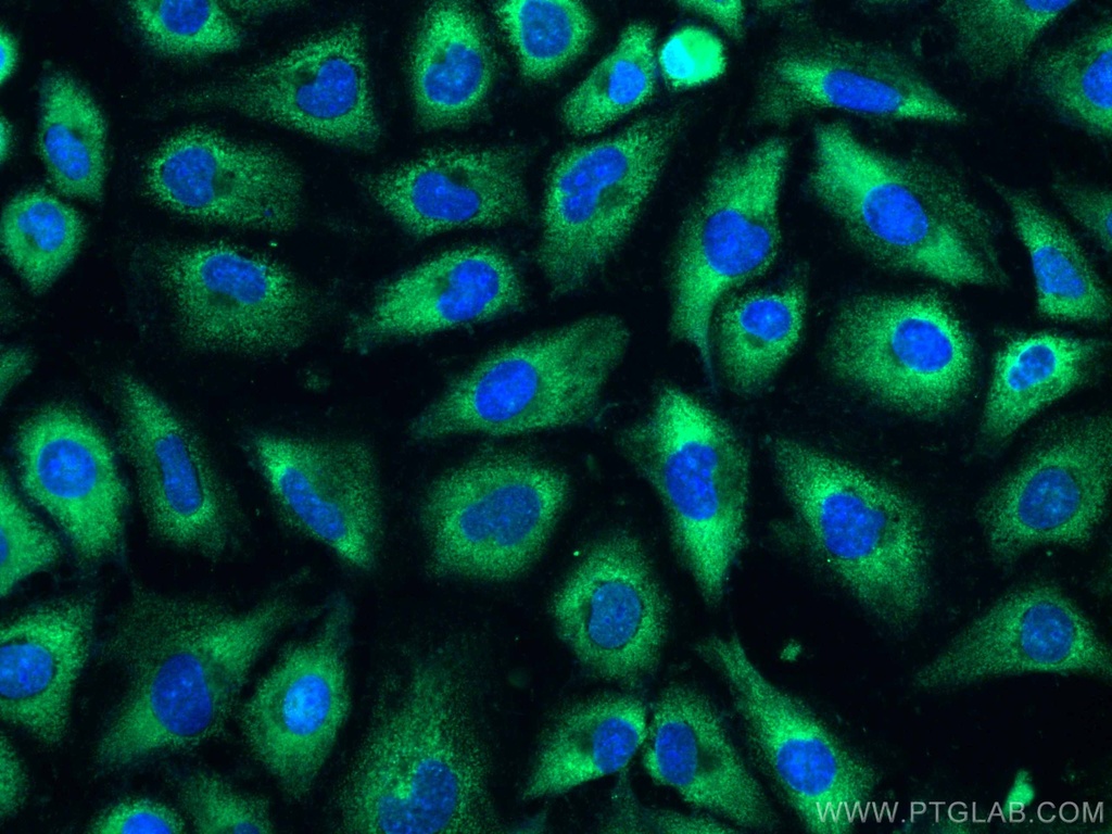 CoraLite®488-conjugated RHOC Monoclonal antibody