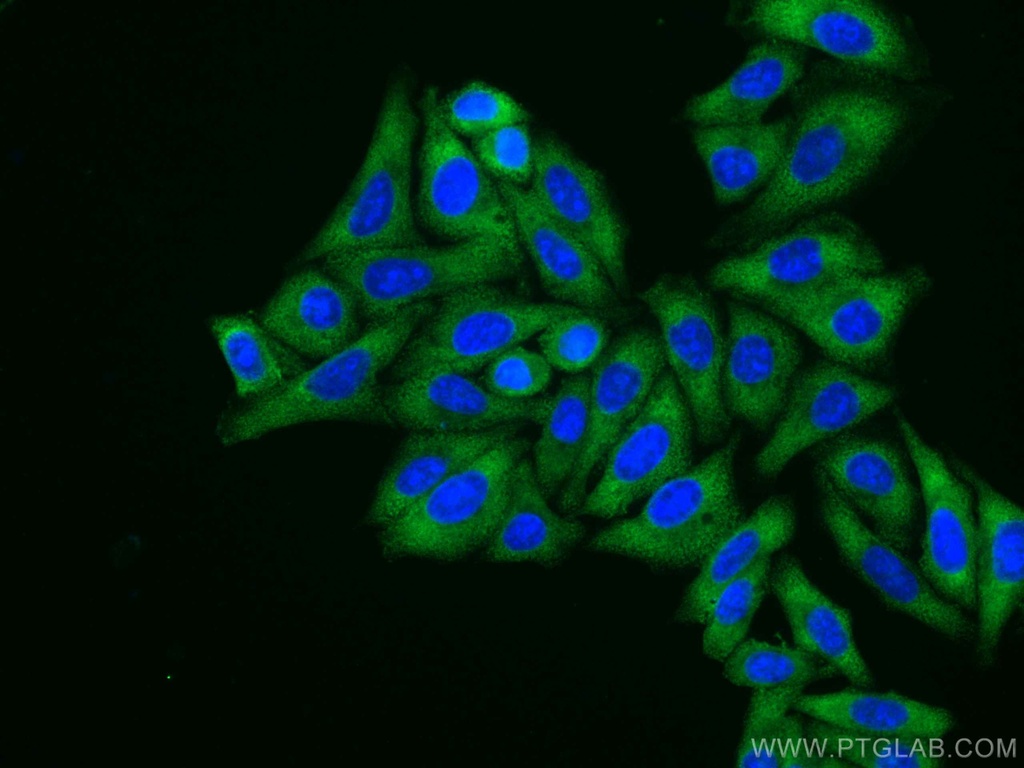 CoraLite®488-conjugated EEF2 Monoclonal antibody