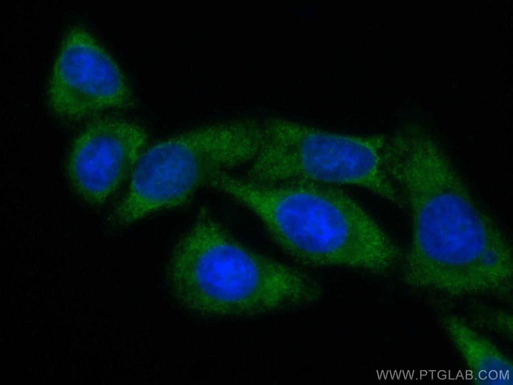 CoraLite®488-conjugated RPS14 Monoclonal antibody