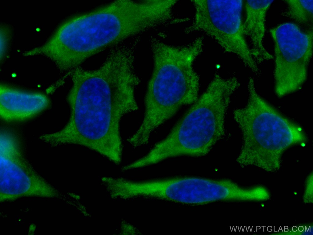 CoraLite®488-conjugated PHGDH Monoclonal antibody