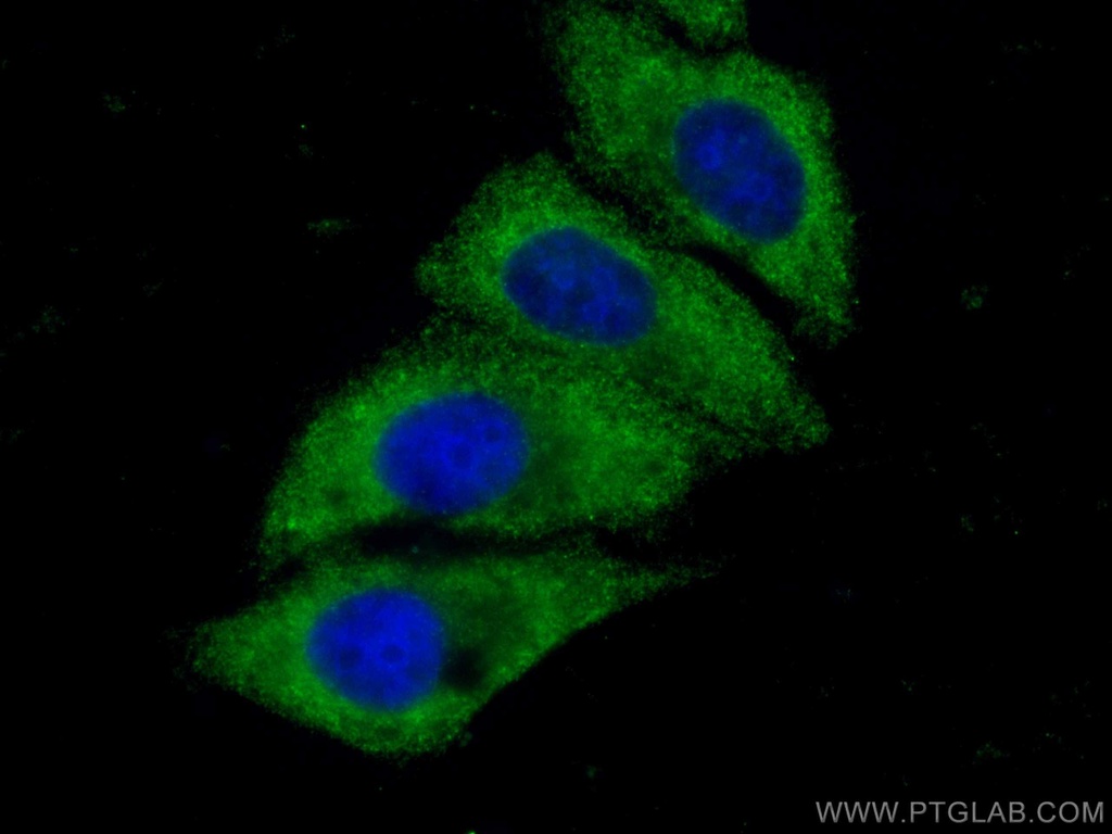 CoraLite®488-conjugated SERPIND1 Monoclonal antibody