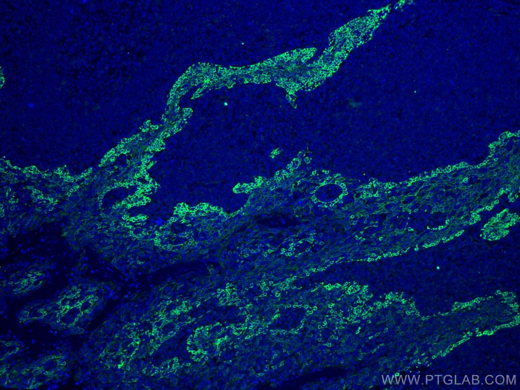 CoraLite®488-conjugated CD63 Monoclonal antibody