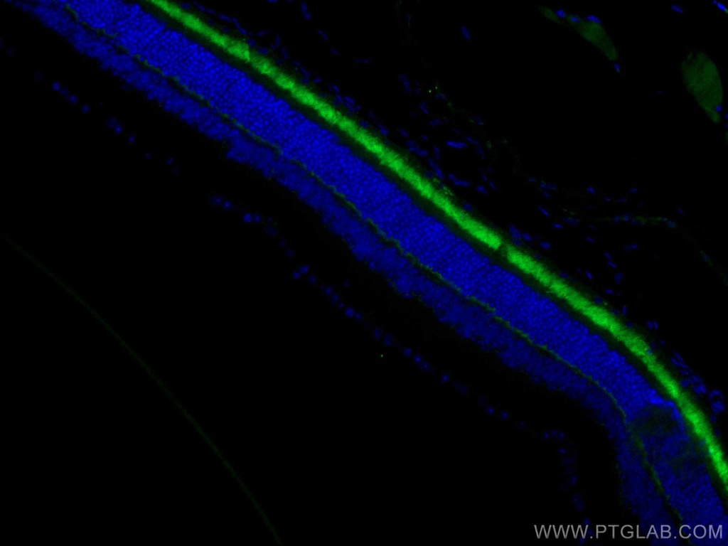 CoraLite®488-conjugated ANO2 Monoclonal antibody