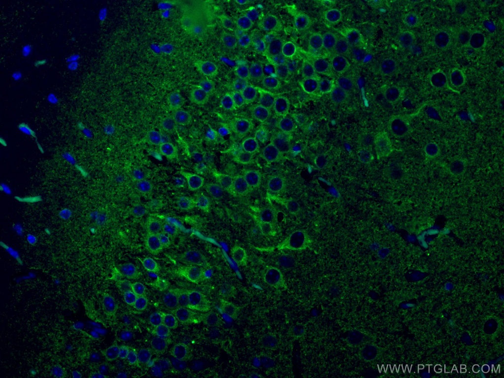 CoraLite®488-conjugated P2RY1 Monoclonal antibody