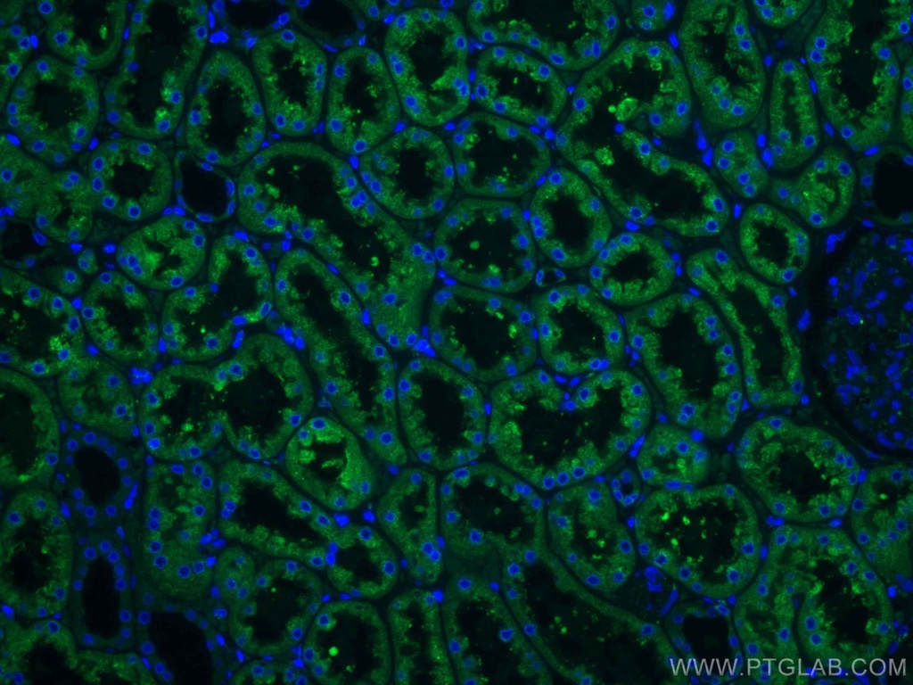 CoraLite®488-conjugated ERP29 Monoclonal antibody