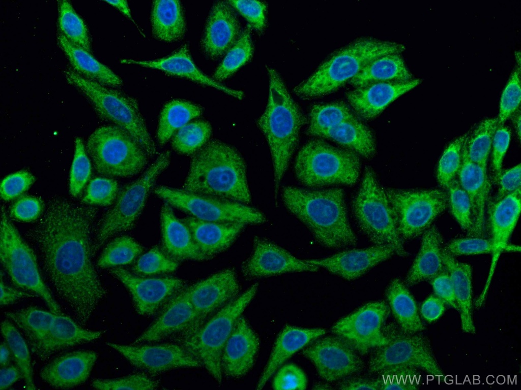CoraLite®488-conjugated RPS12 Monoclonal antibody