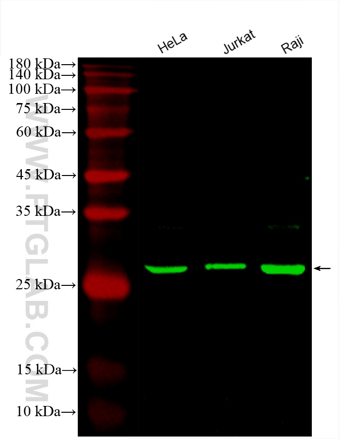 CoraLite®488-conjugated ANP32A Monoclonal antibody