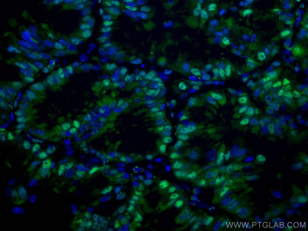 CoraLite®488-conjugated PSMA6 Monoclonal antibody