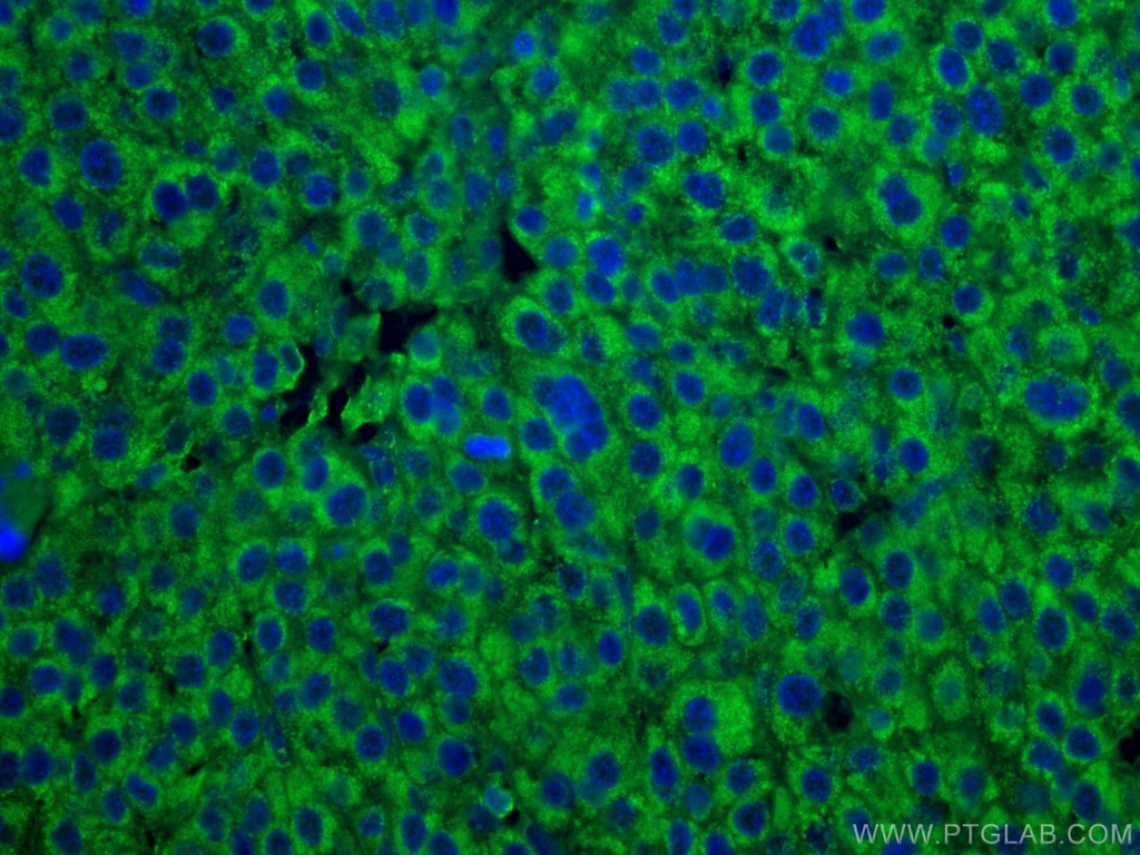 CoraLite®488-conjugated DLD Monoclonal antibody