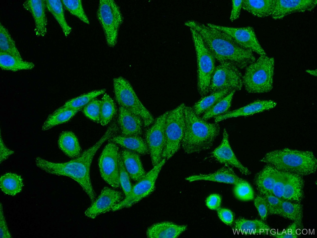 CoraLite®488-conjugated RPL6 Monoclonal antibody