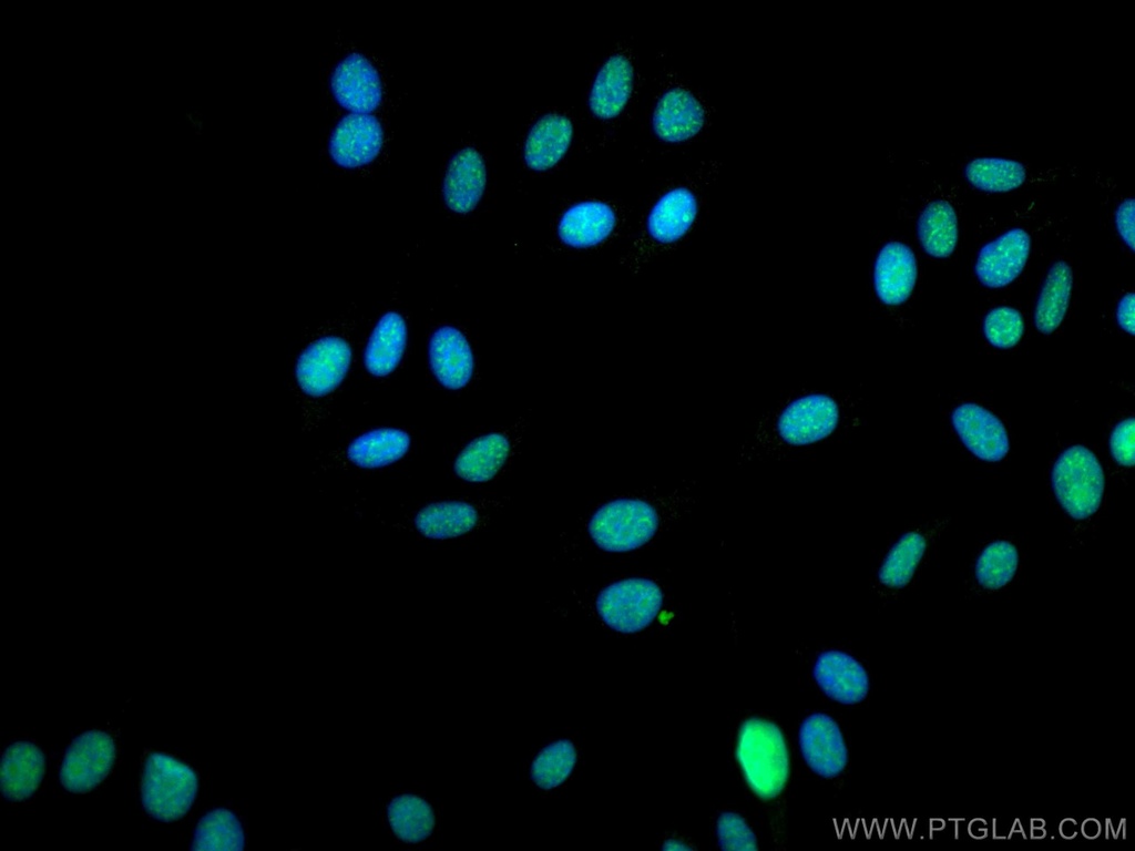 CoraLite®488-conjugated EIF4A3 Monoclonal antibody