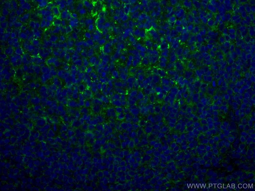 CoraLite®488-conjugated CD70 Monoclonal antibody