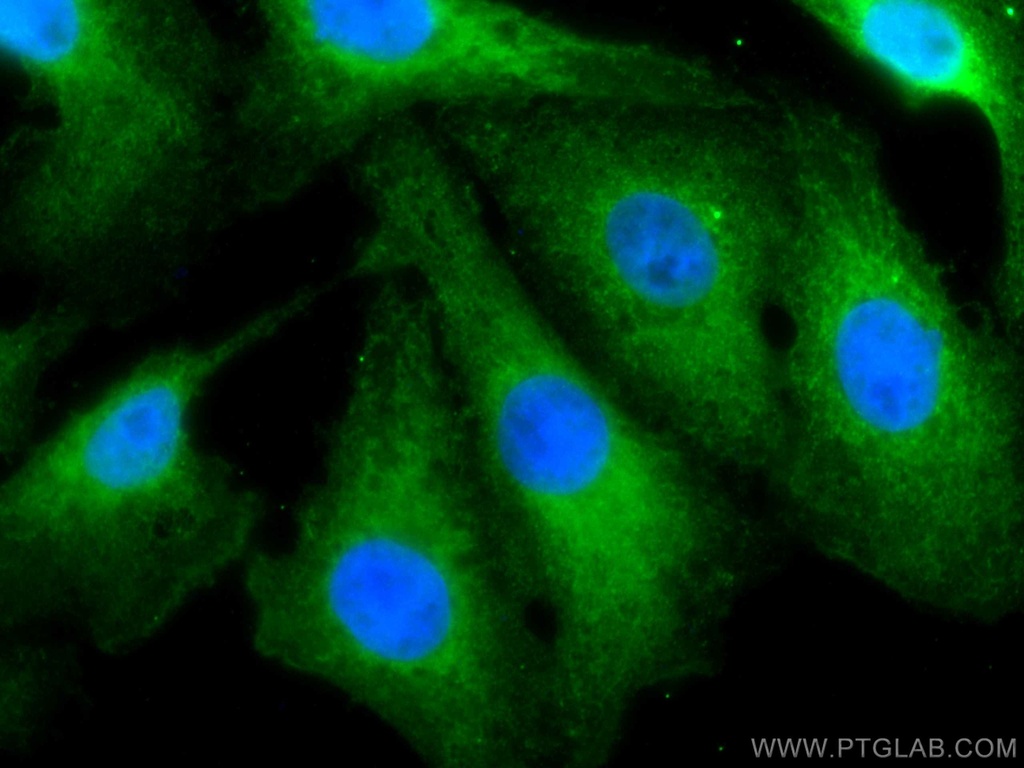 CoraLite®488-conjugated VASH2 Monoclonal antibody