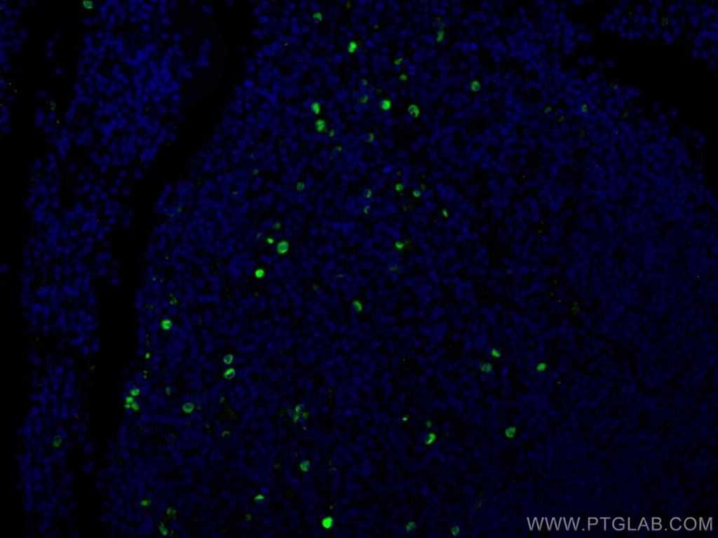 CoraLite®488-conjugated Human IgG Heavy chain Monoclonal antibody