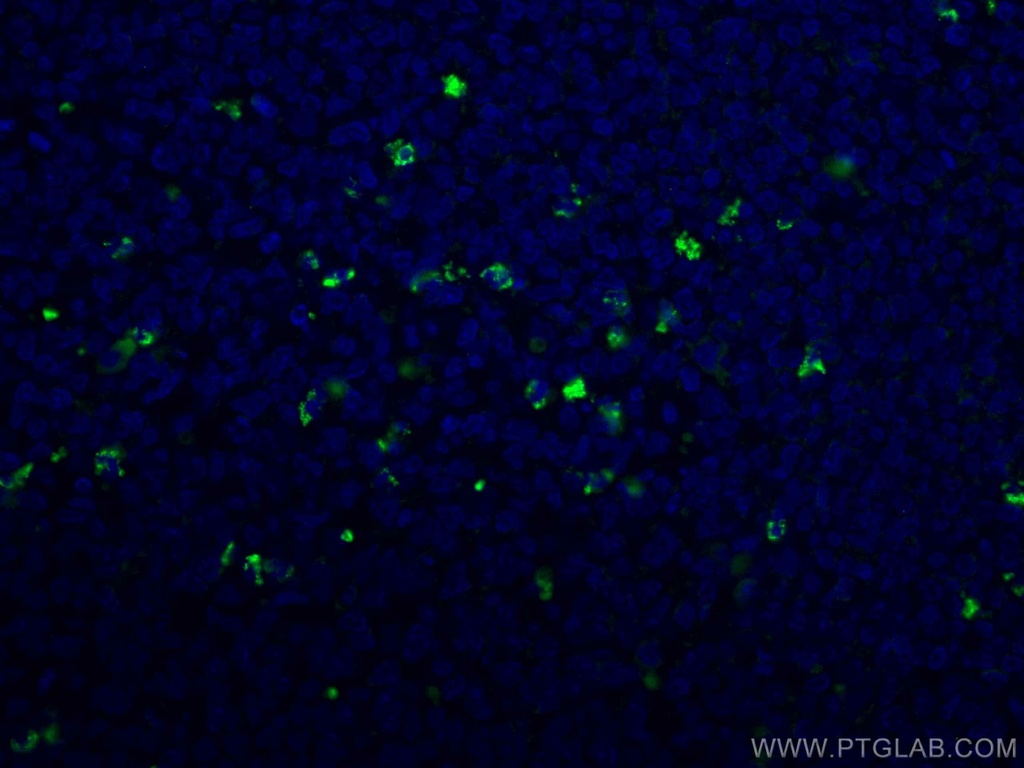 CoraLite®488-conjugated Human IgG Kappa chain Monoclonal antibody