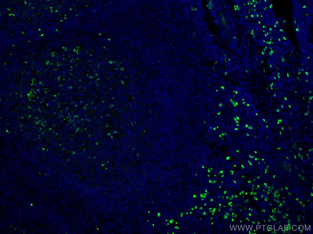 CoraLite®488-conjugated Human IgG lambda chain Monoclonal antibody
