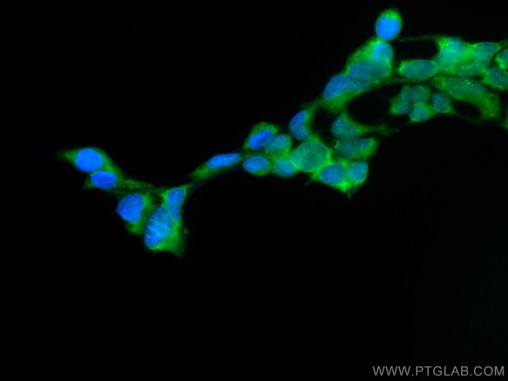 CoraLite®488-conjugated GPX4 Monoclonal antibody