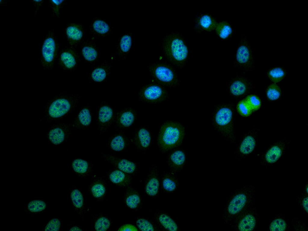 CoraLite®488-conjugated Phospho-mTOR (Ser2448) Monoclonal antibody