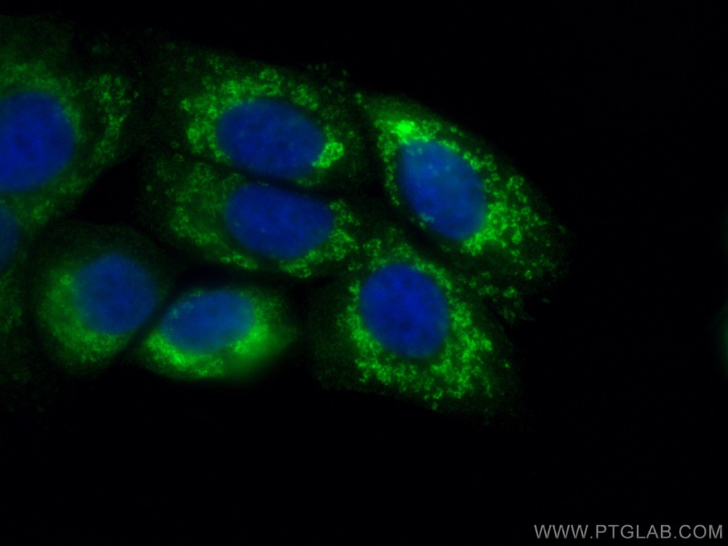 CoraLite®488-conjugated citrate synthase Monoclonal antibody