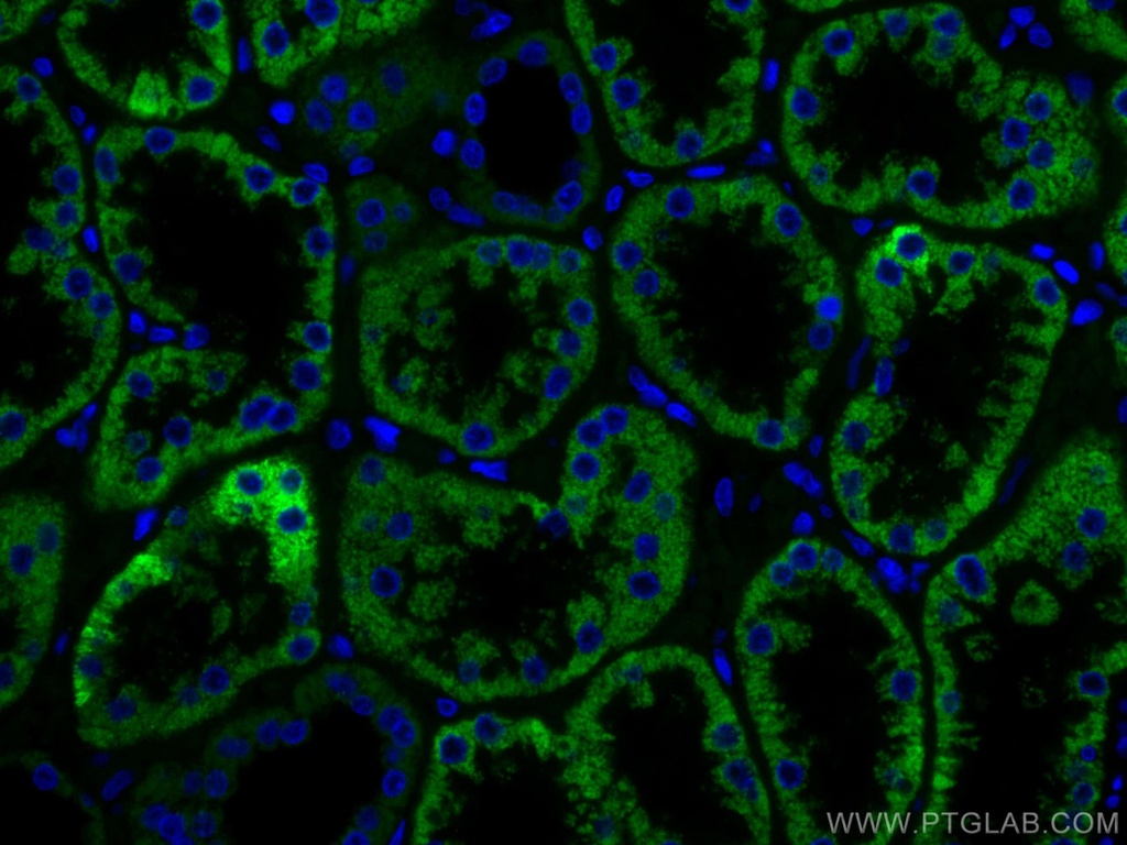 CoraLite®488-conjugated AIF Monoclonal antibody