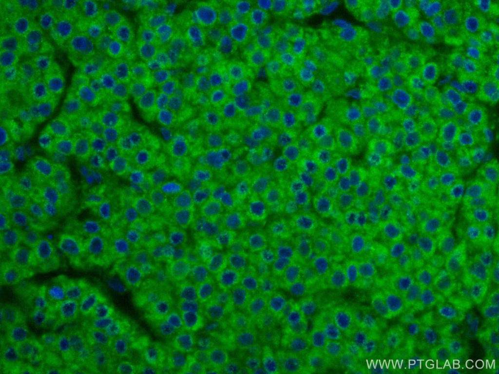 CoraLite®488-conjugated SERBP1 Monoclonal antibody