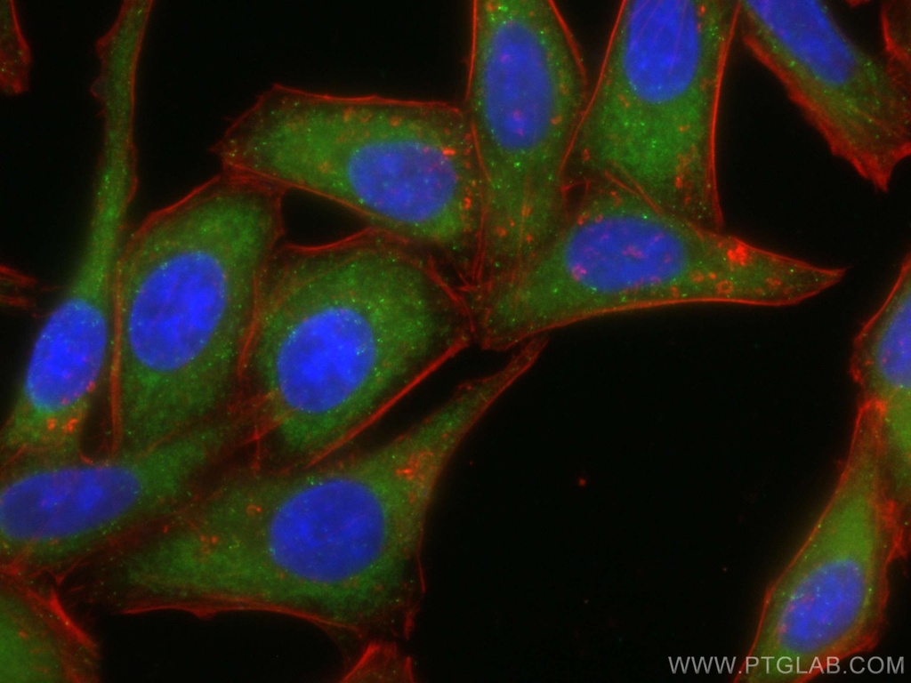 CoraLite®488-conjugated HGS Monoclonal antibody