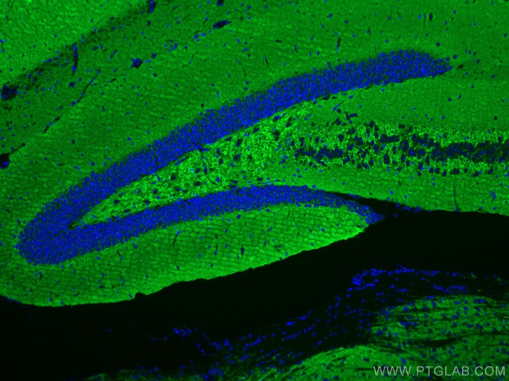 CoraLite®488-conjugated Synaptophysin Monoclonal antibody