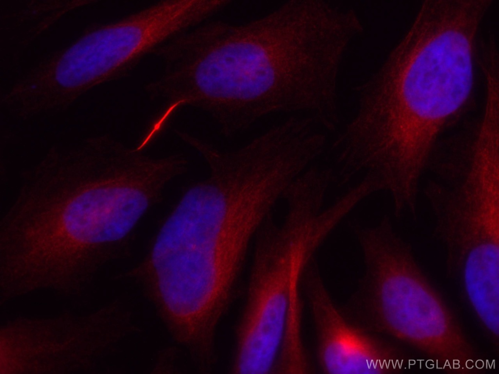 CoraLite®555-conjugated Alpha Tubulin Monoclonal antibody