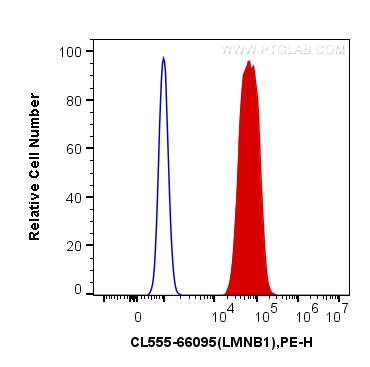 CoraLite®555-conjugated Lamin B1 Monoclonal antibody