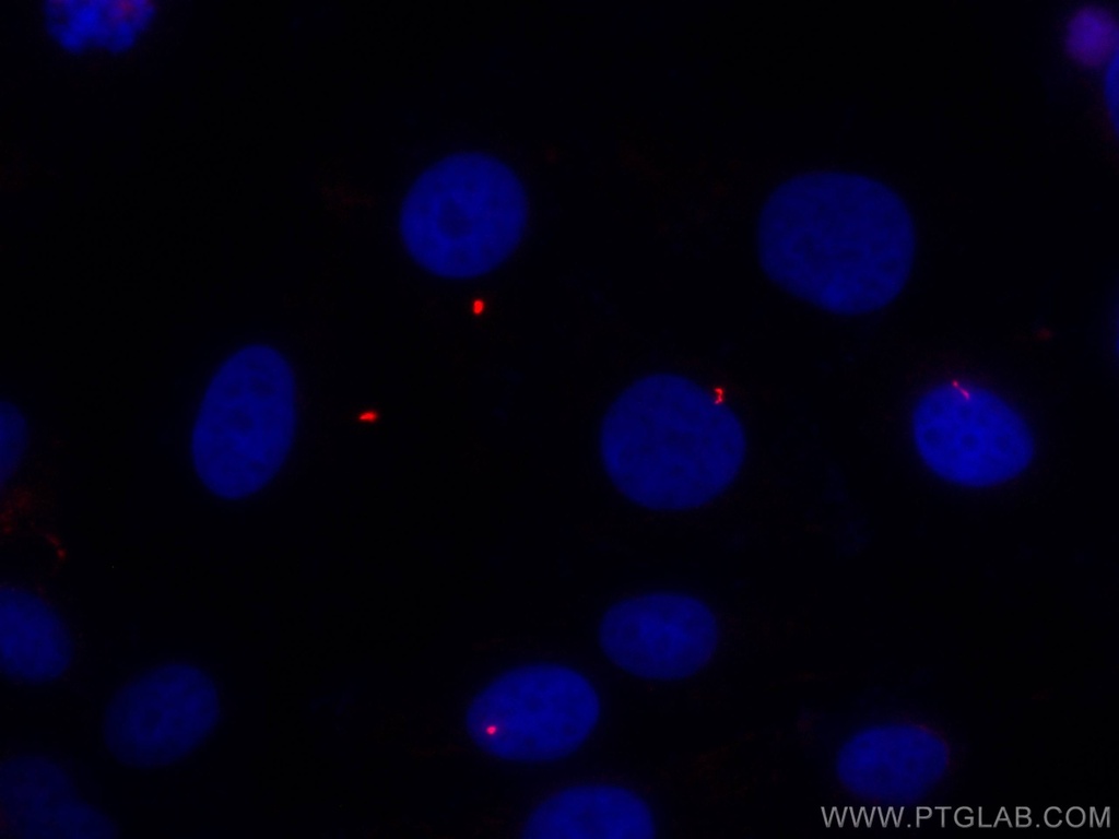 CoraLite®555-conjugated acetylated Tubulin(Lys40) Monoclonal antibody