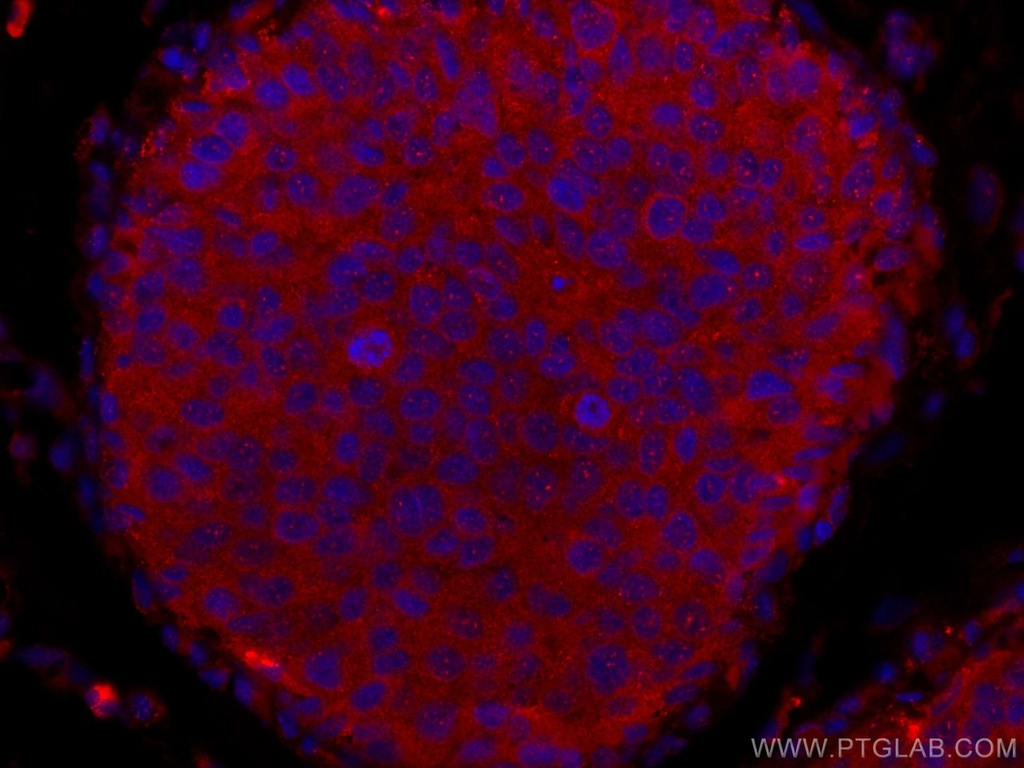 CoraLite®594-conjugated NDE1 Polyclonal antibody
