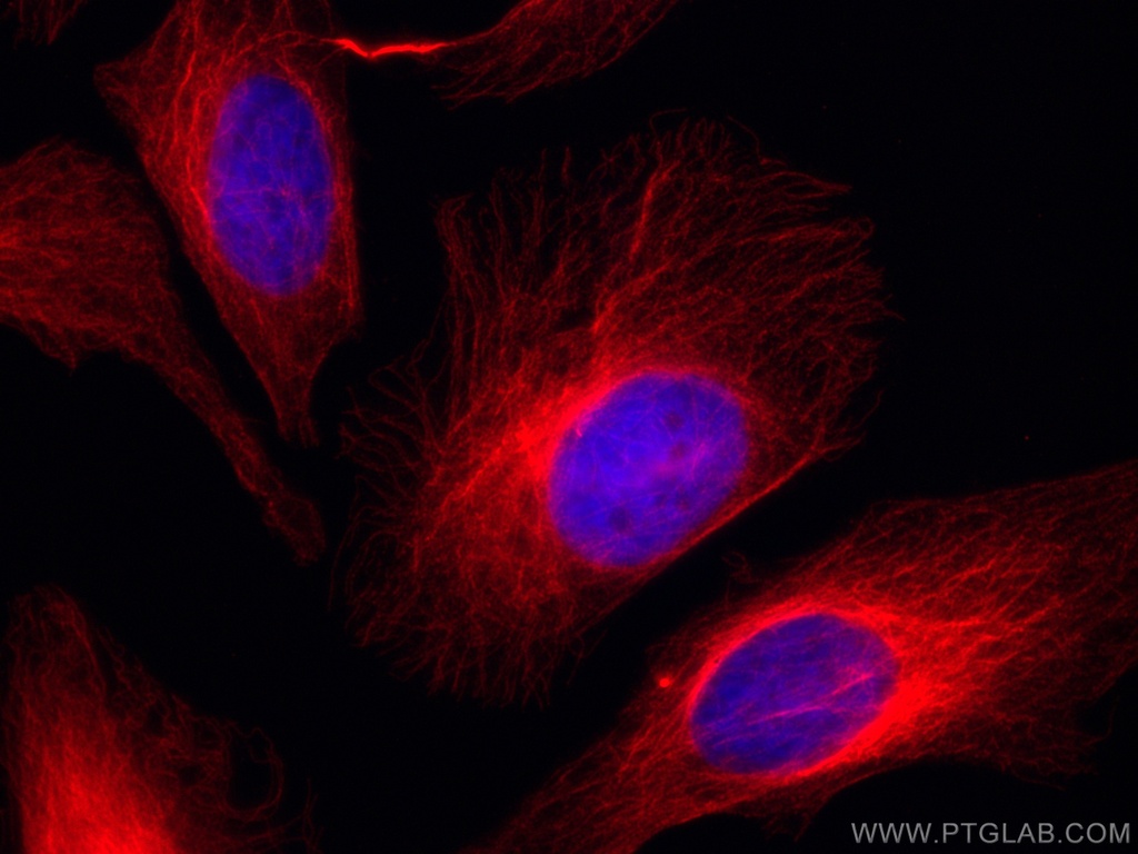 CoraLite®594-conjugated Mouse-IgG Polyclonal antibody