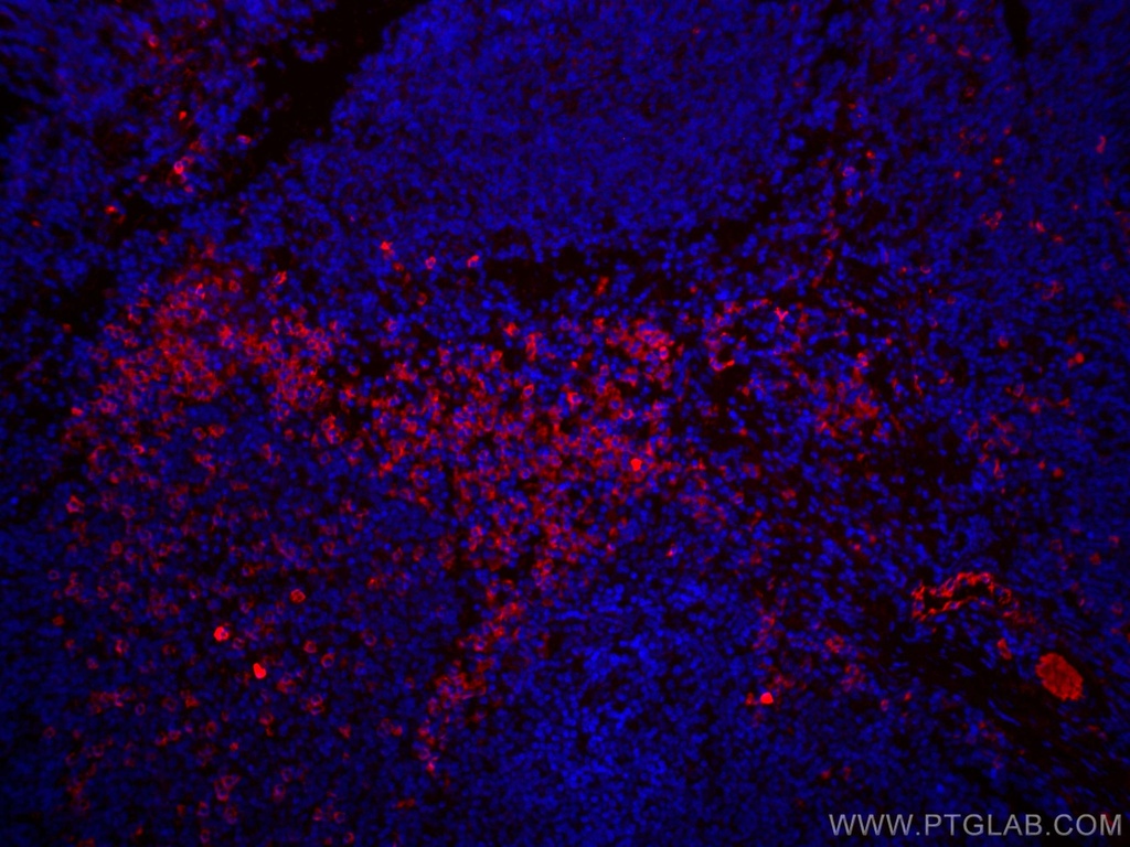 CoraLite®594-conjugated Human IgG Polyclonal antibody