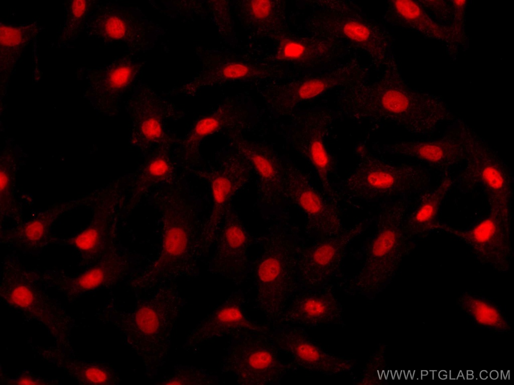 CoraLite®594-conjugated PAX8 Polyclonal antibody