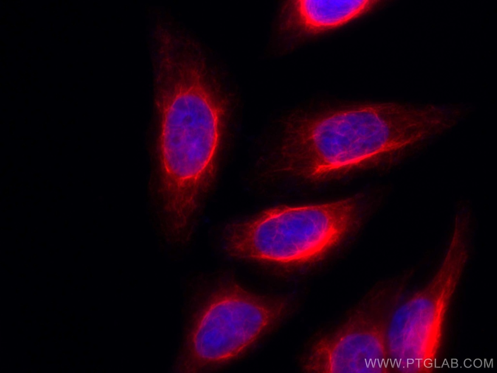 CoraLite®594-conjugated Vimentin Polyclonal antibody