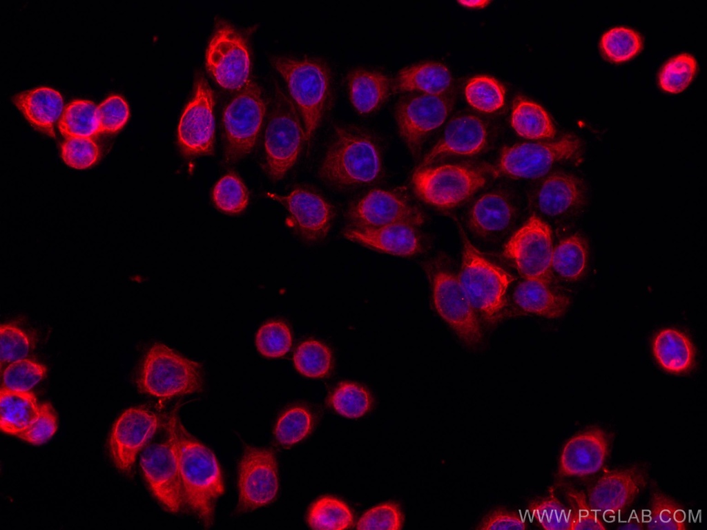 CoraLite®594-conjugated MMP9 (N-terminal) Polyclonal antibody