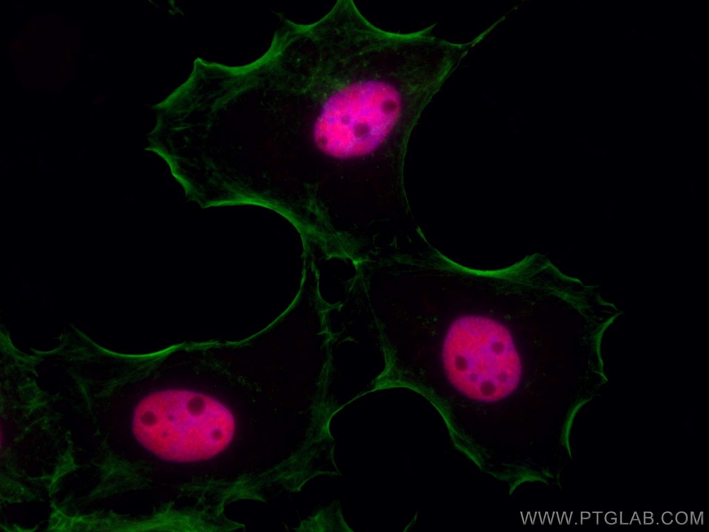 CoraLite®594-conjugated P53 Polyclonal antibody