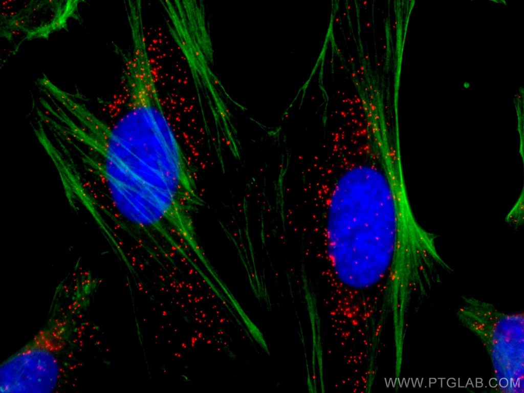 CoraLite®594-conjugated PEX14 Polyclonal antibody