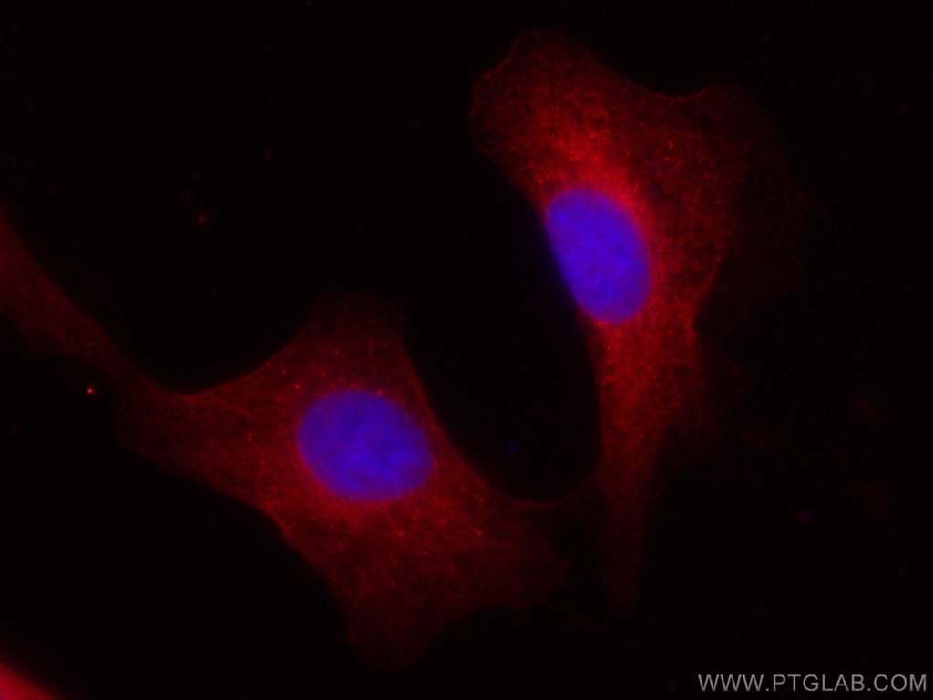 CoraLite®594-conjugated BAG3 Polyclonal antibody