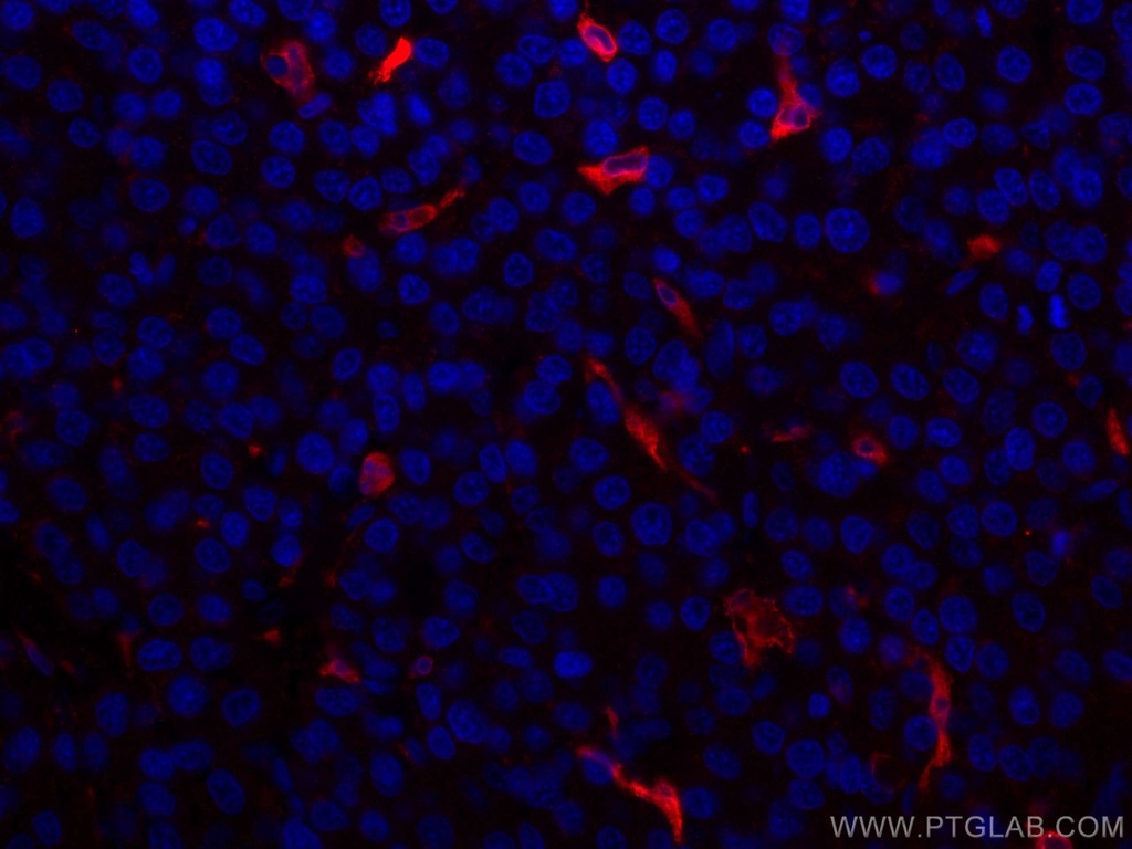 CoraLite®594-conjugated HO-1/HMOX1 Polyclonal antibody