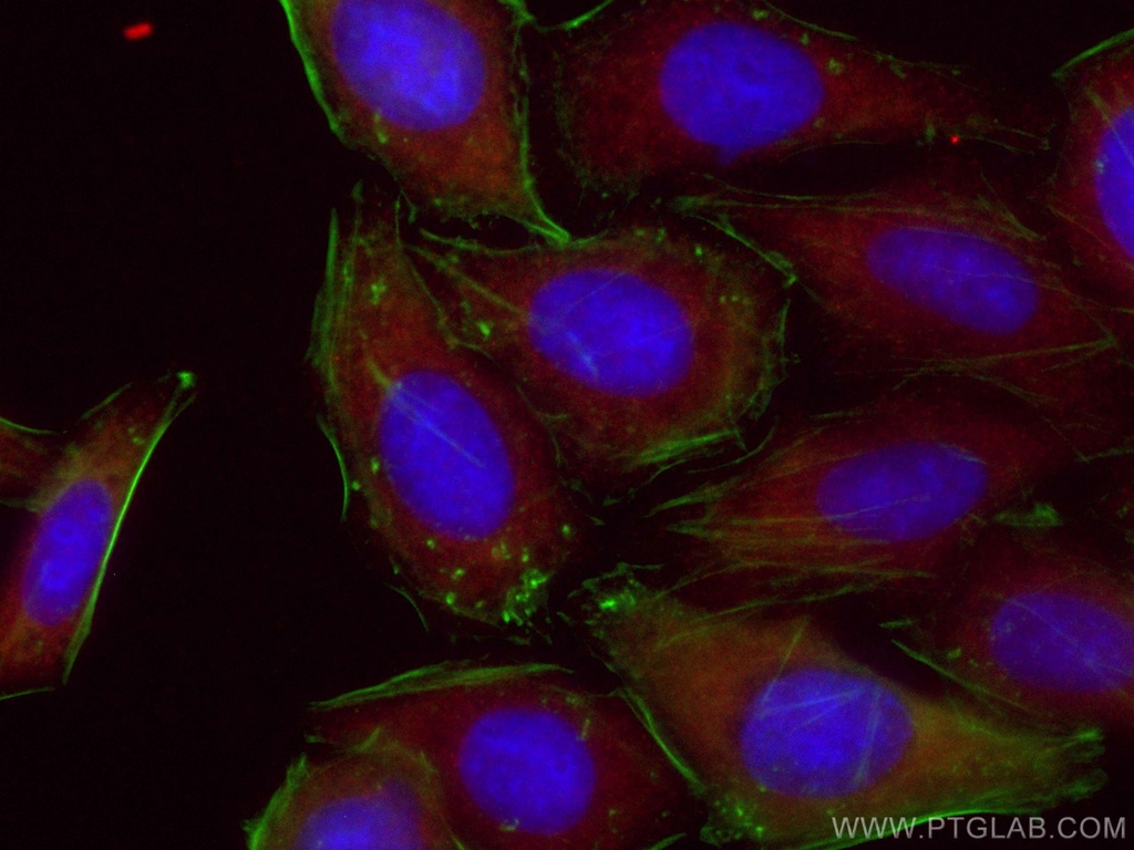 CoraLite®594-conjugated NF-κB p65 Polyclonal antibody