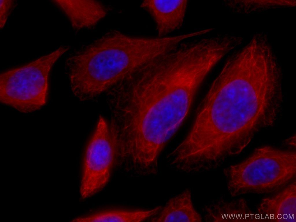 CoraLite®594-conjugated Cytokeratin 18 Polyclonal antibody