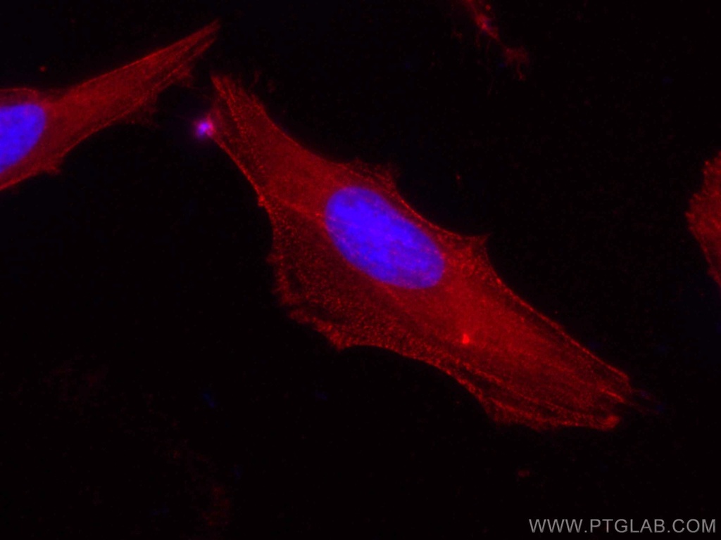 CoraLite®594-conjugated Palladin Polyclonal antibody