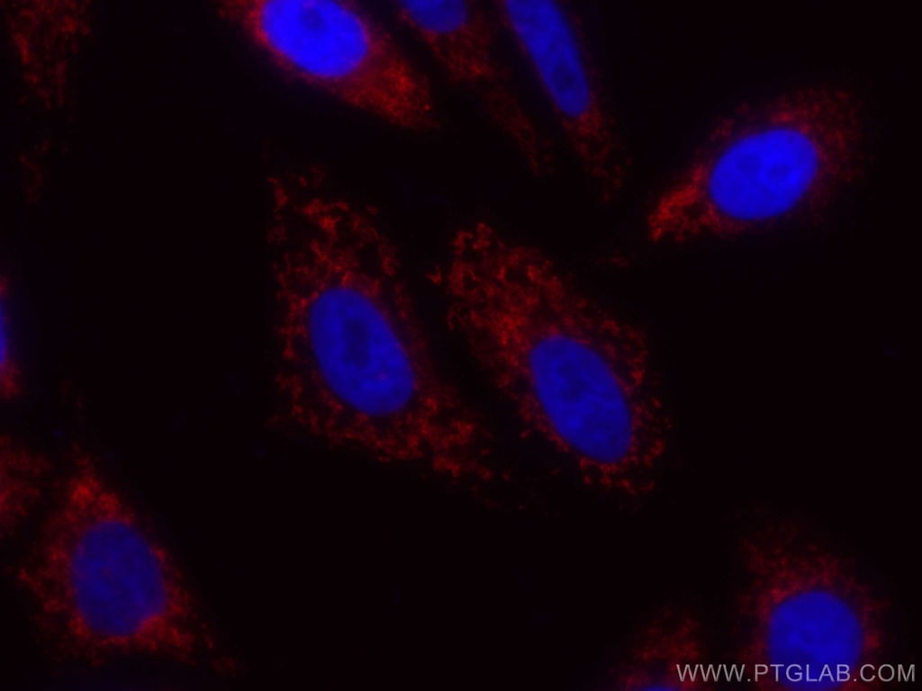 CoraLite®594-conjugated COXIV Polyclonal antibody